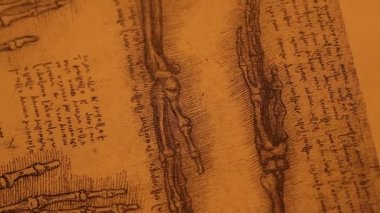 Anatomy art